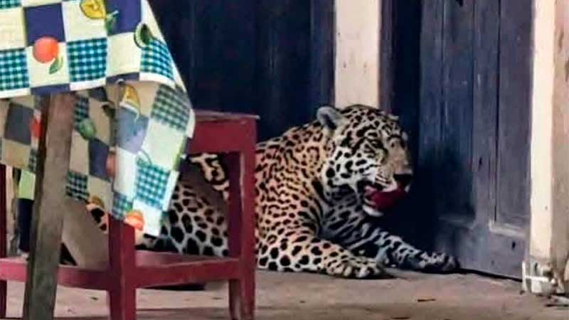 Justicia ordena aprehensión de vecino que abatió jaguar dentro de una vivienda