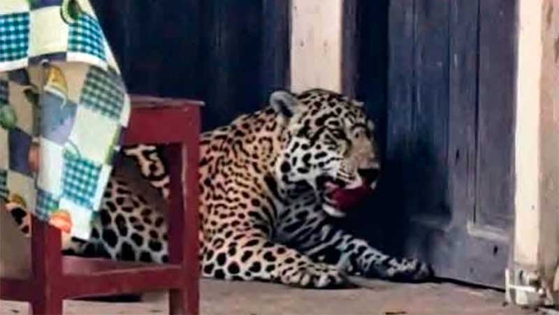 Tribunal Agroambiental persigue con furor al hombre que abatió un jaguar en defensa de su familia