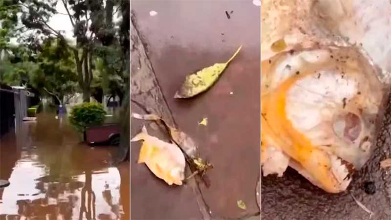 Aparecen pirañas en las inundadas calles de Porto Alegre
